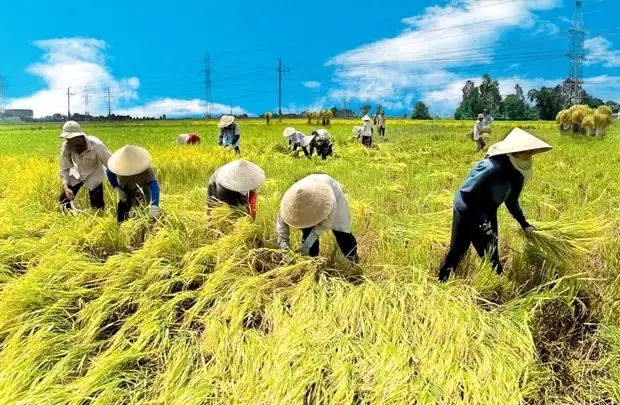Nhà phố