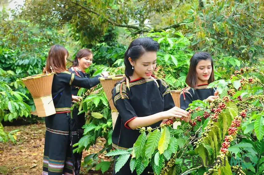 Vườn cà phê một trong những cây trồng chủ lực của Tuy Phước Bắc
