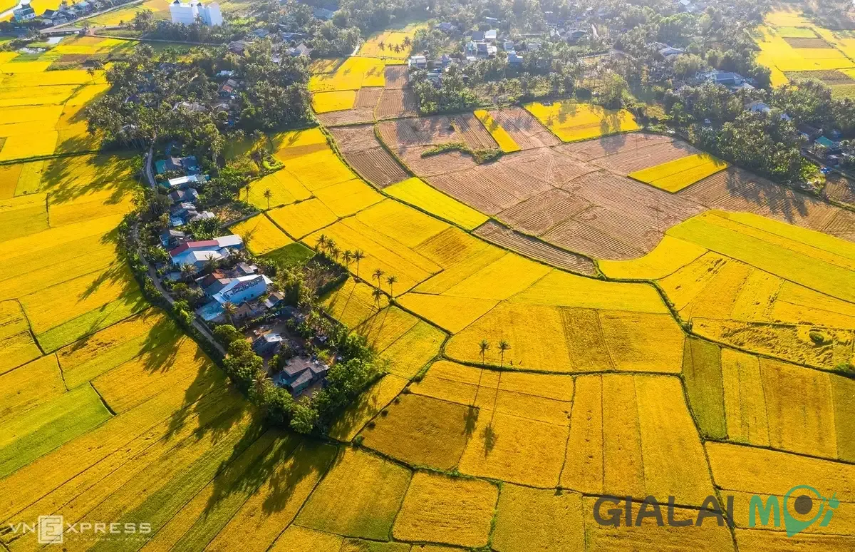 Cánh đồng lúa ở xã Phù Mỹ Tây Gia Lai