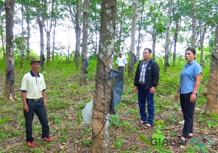 Cây trồng phổ biến ở xã Phù Mỹ Gia Lai với nhiều loại cây nông nghiệp và công nghiệp