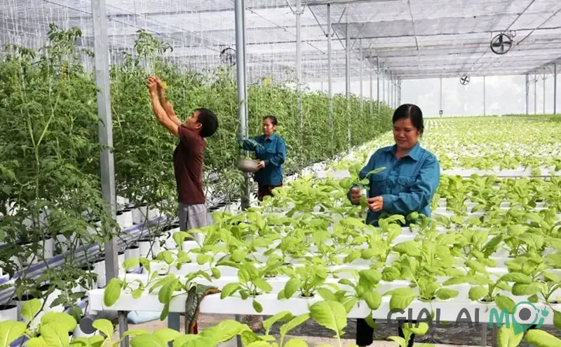 Nông nghiệp công nghệ cao tại xã Hội Sơn tỉnh Gia Lai