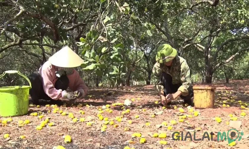 Vườn điều đang vào mùa thu hoạch tại Tuy Phước Tây một trong những cây trồng chủ lực của địa phương